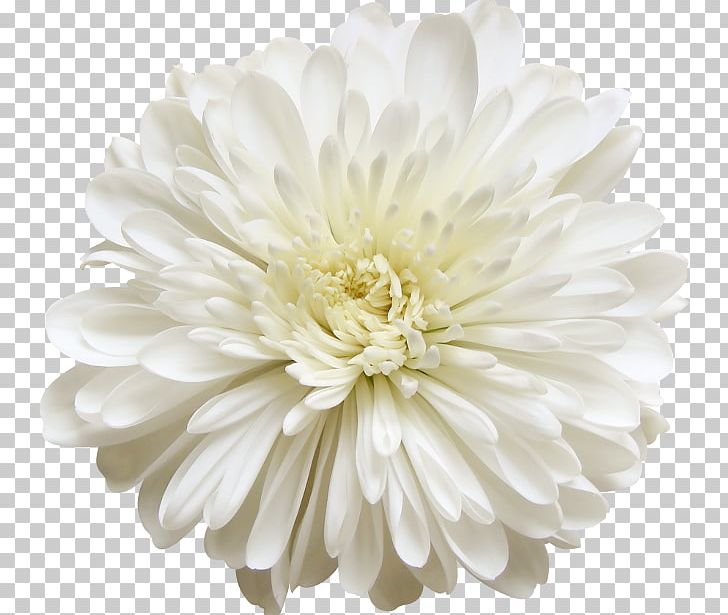 Watercolor Painting Wildflower PNG, Clipart, Aster, Black And White, Chrysanthemum, Chrysanths, Computer Icons Free PNG Download
