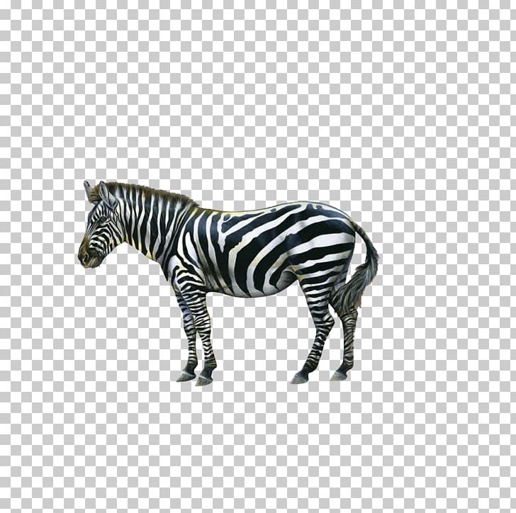 Zebra Icon PNG, Clipart, Animal, Animals, Biological, Black, Black And White Free PNG Download