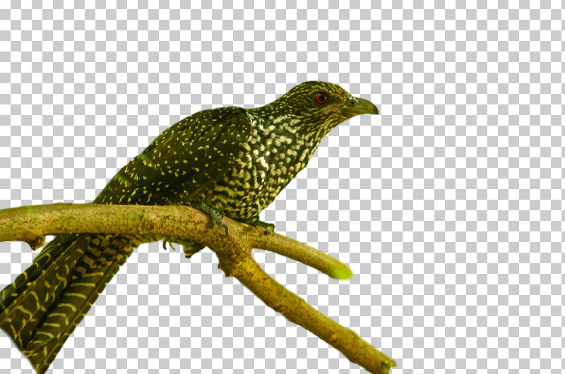 Cuckoos Beak Terrestrial Plant Biology Science PNG, Clipart, Beak, Biology, Cuckoos, Science, Terrestrial Plant Free PNG Download