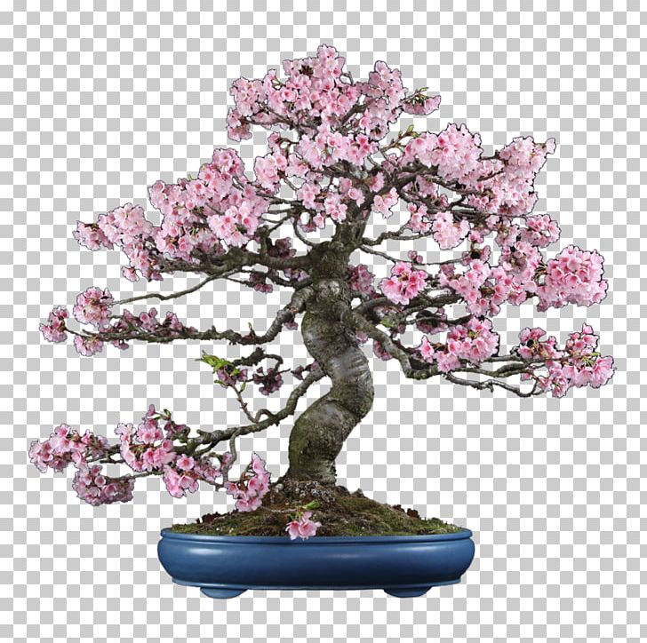 Chinese Sweet Plum Cherry Blossom ST.AU.150 MIN.V.UNC.NR AD PNG, Clipart, Blossom, Bonsai, Cherry, Cherry Blossom, Houseplant Free PNG Download