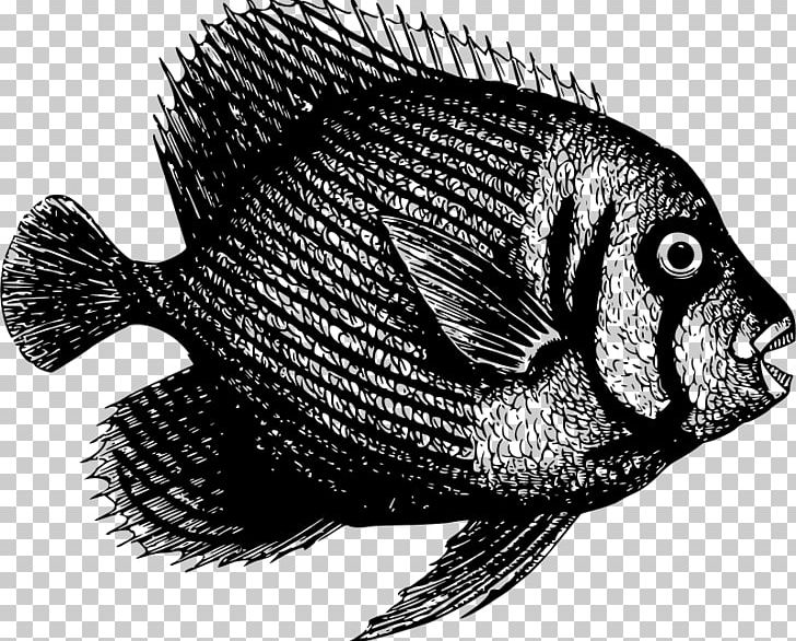 Fish Tilapia PNG, Clipart, Animals, Black And White, Fauna, Fish, Fishing Free PNG Download