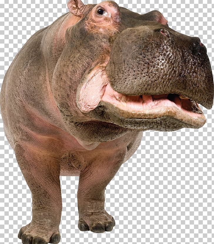 Pygmy Hippopotamus Stock Photography Hippopotamus Gorgops Illustration PNG, Clipart, Animals, Choeropsis, Fauna, Free, Hippo Free PNG Download
