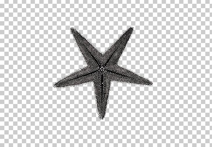 Starfish Seashell Textile PNG, Clipart, Angle, Animals, Background Black, Beach, Black And White Free PNG Download