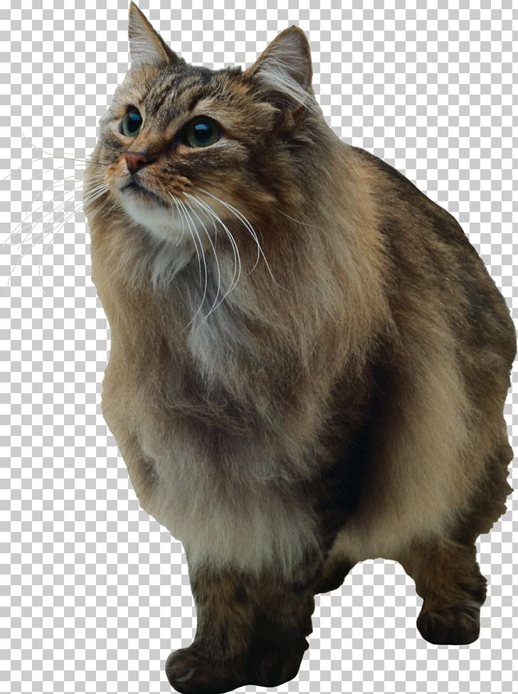 American Bobtail Manx Cat Asian Semi-longhair Kurilian Bobtail Norwegian Forest Cat PNG, Clipart, American Bobtail, Animals, Asian, Asian Semilonghair, Asian Semi Longhair Free PNG Download