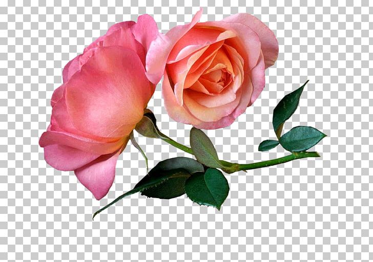 Garden Roses 1080p Desktop WUXGA PNG, Clipart, 1080p, Artificial Flower, Desktop Wallpaper, Floribunda, Flower Free PNG Download