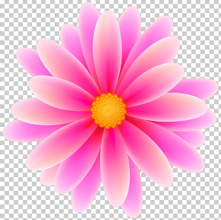 Pink Flowers Desktop PNG, Clipart, Art, Blossom, Chrysanths, Closeup, Computer Wallpaper Free PNG Download