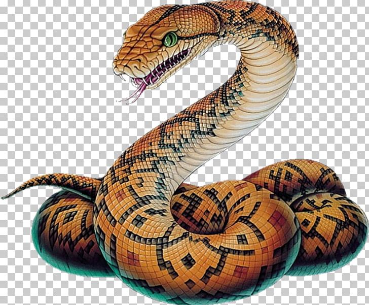 Snake Vipers Ball Python Drawing Sketch PNG Clipart Anamorphosis  Animals Art Boa Constrictor Boas Free PNG