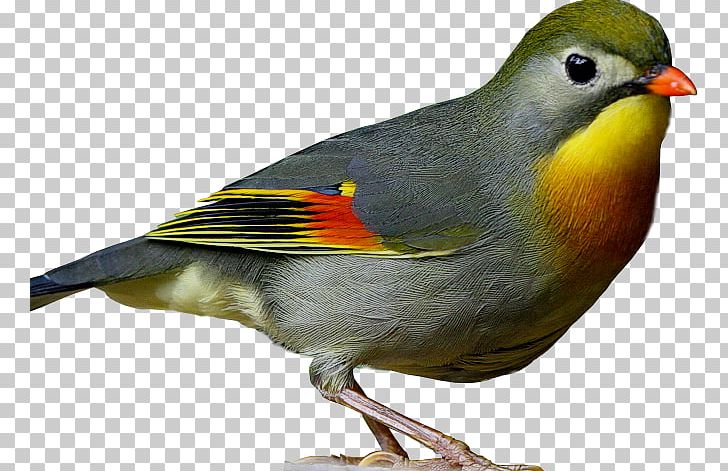 Common Nightingale European Robin Bird Finch Vertebrate PNG, Clipart, Animals, Beak, Bird, Bird Sounds, Common Nightingale Free PNG Download