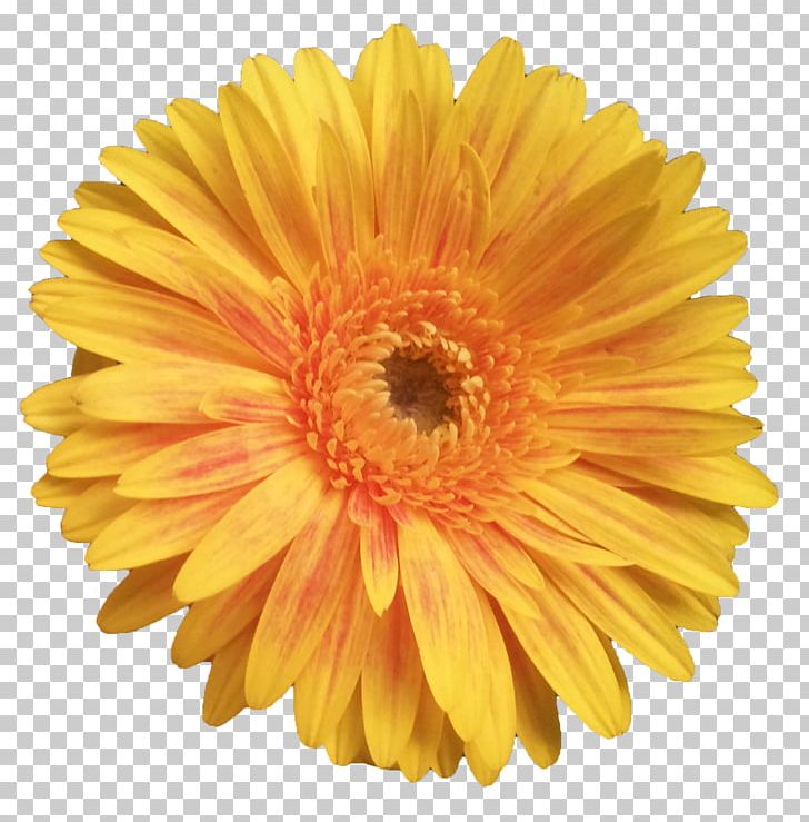 Cut Flowers Transvaal Daisy Dahlia Common Daisy PNG, Clipart, Annual Plant, Blue, Calendula, Chrysanths, Color Free PNG Download