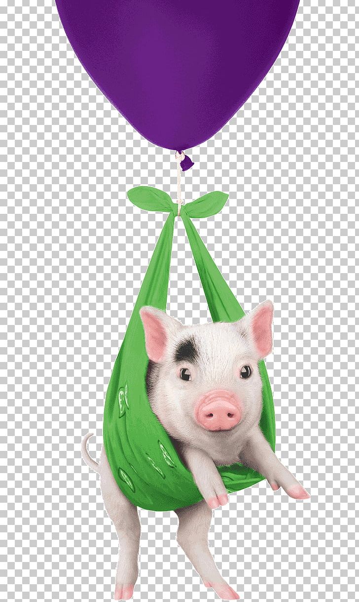 Domestic Pig Telus International Koodo Mobile PNG, Clipart, Advertising, Animals, Balloon, Company, Customer Service Free PNG Download