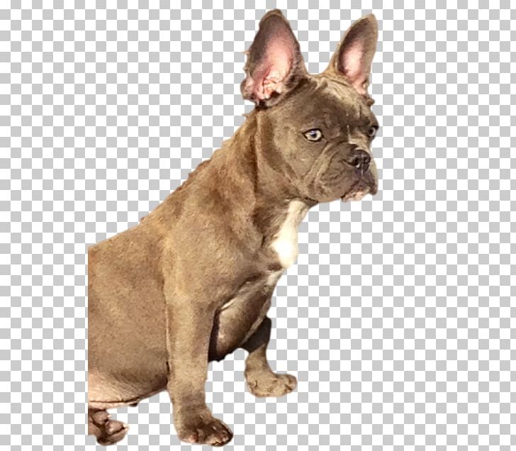 French Bulldog Toy Bulldog Olde English Bulldogge Puppy PNG, Clipart, Animals, Breed, Bulldog, Bulldog Breeds, Carnivoran Free PNG Download