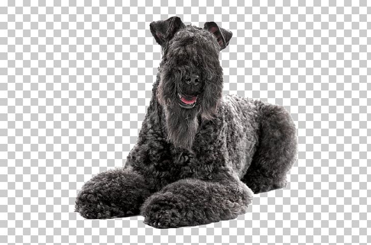 Kerry Blue Terrier Bedlington Terrier American Staffordshire Terrier Staffordshire Bull Terrier Puppy PNG, Clipart, Animals, Blue, Carnivoran, Dog Breed, Dog Breed Group Free PNG Download