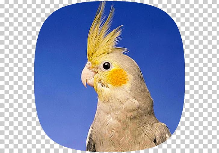 Pied Cockatiel Bird Cockatoo Pet PNG, Clipart, Android Pc, Animals, Apk, App, Beak Free PNG Download
