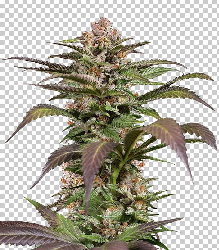 Feminized Cannabis Cannabis Cup Skunk Seed High Times PNG, Clipart, Animals, Award, Cannabis, Cannabis Cup, Cultivar Free PNG Download