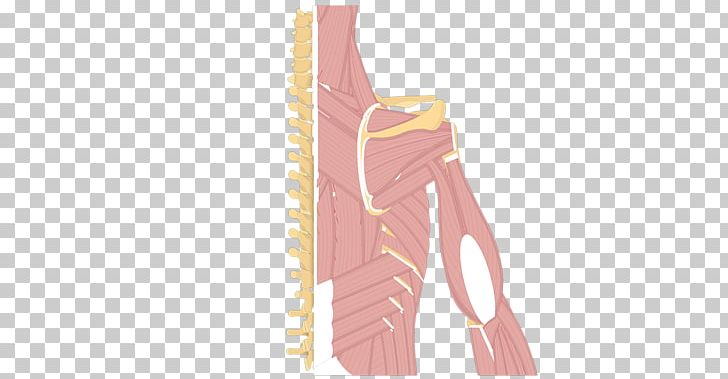 Posterior Compartment Of The Arm Shoulder Muscle Anatomy PNG, Clipart, Anatomy, Ankle, Arm, Arm Muscle, Foot Free PNG Download