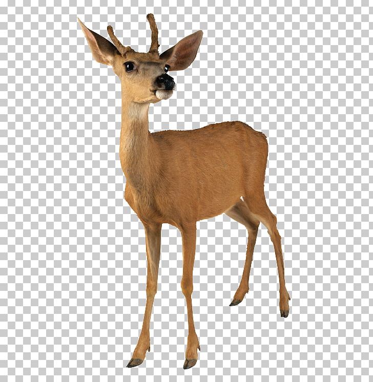 Roe Deer White-tailed Deer Red Deer Moose Reindeer PNG, Clipart, Antelope, Antler, Capreolinae, Deer, Desktop Wallpaper Free PNG Download