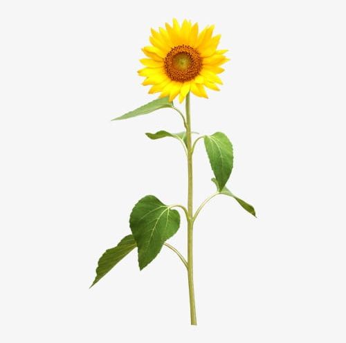 Sunflower PNG, Clipart, Petal, Sunflower, Sunflower Clipart, Yellow Free PNG Download