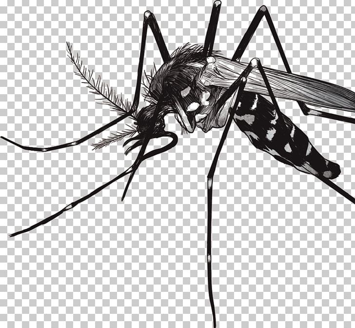 Yellow Fever Mosquito Zika Virus Dengue Zika Fever PNG, Clipart, Aedes, Arthropod, Black And White, Chikungunya Virus Infection, Fly Free PNG Download