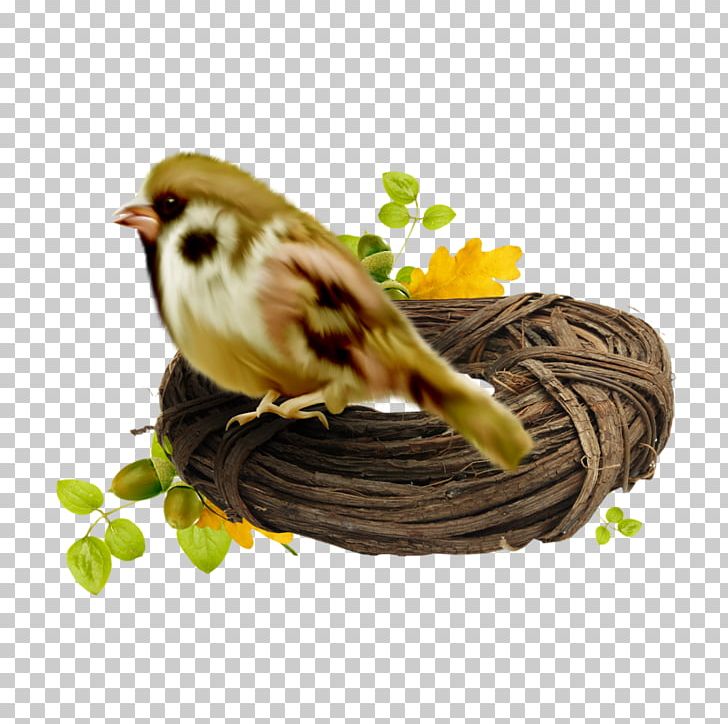Basket Bird Edible Birds Nest Bird Nest PNG, Clipart, 1080p, Android, Animals, Beak, Bird Free PNG Download
