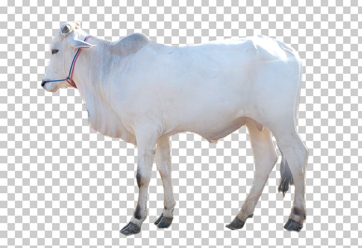 Dairy Cattle Boer Goat Brahman Cattle Taurine Cattle Calf PNG, Clipart, Animal Figure, Animals, Aqiqah, Boer Goat, Brahman Cattle Free PNG Download