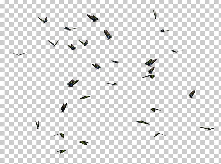 Encapsulated PostScript PNG, Clipart, Angle, Animal Migration, Autocad Dxf, Beak, Bird Free PNG Download