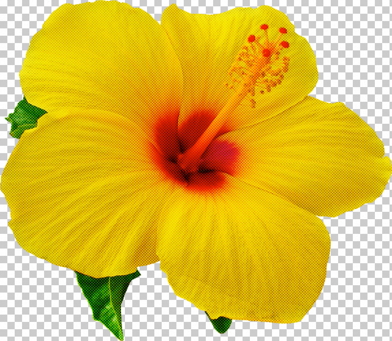 yellow hawaiian flowers clip art