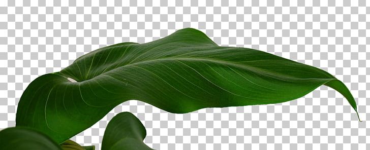 Banana Leaf Musa Basjoo PNG, Clipart, Autumn Leaves, Banana, Banana Leaf, Banana Leaves, Download Free PNG Download