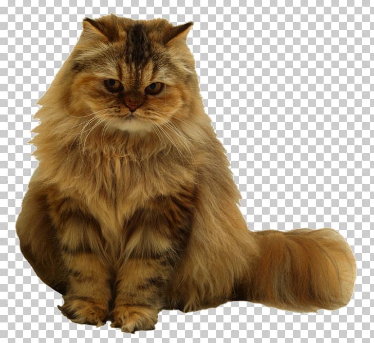 Cat Dog Gwen's Pet Grooming Online Chat PNG, Clipart,  Free PNG Download