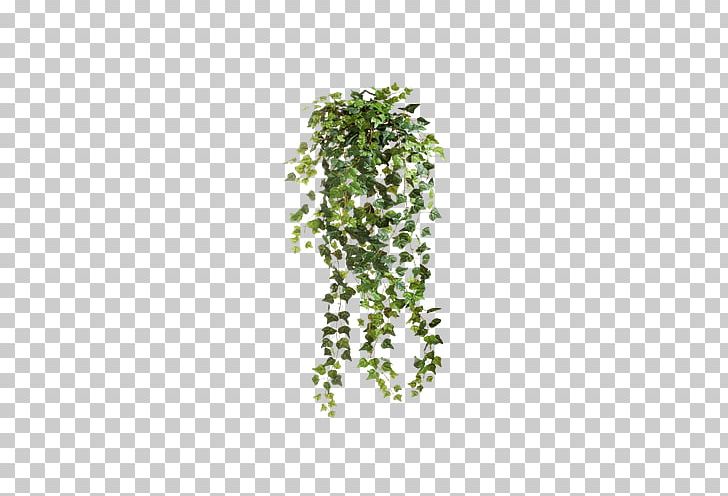 Common Ivy Vine PNG, Clipart, Christmas Decoration, Clip Art, Common Ivy, Creeper, Decor Free PNG Download