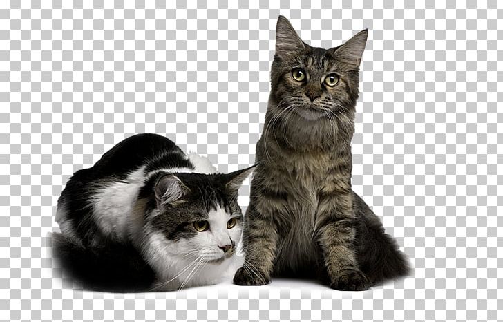 Maine Coon American Shorthair European Shorthair American Wirehair Whiskers PNG, Clipart, American Wirehair, Animals, British Shorthair, Carnivoran, Cat Free PNG Download
