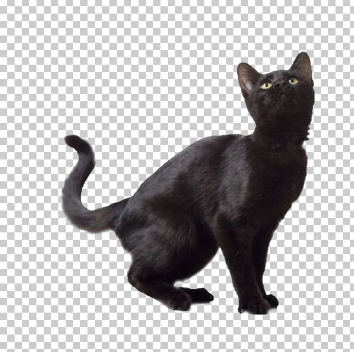 Norwegian Forest Cat Kitten Black Cat PNG, Clipart, Animals, Asian, Black, Bombay, Carnivoran Free PNG Download