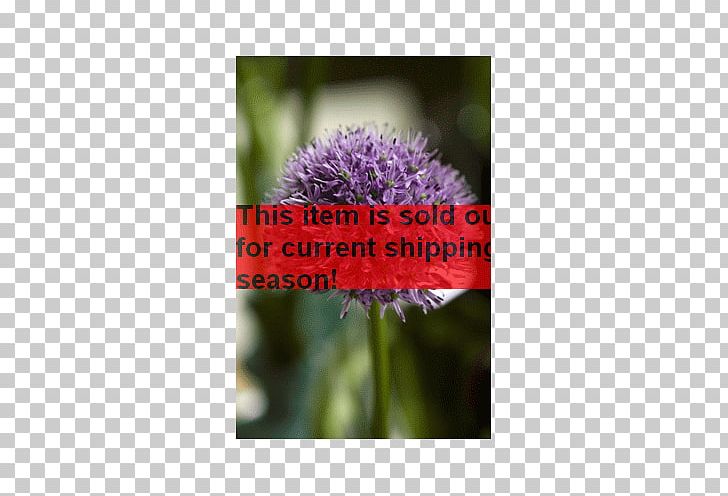 Allium Hollandicum Bulb Allium Aflatunense Milk Thistle Desktop PNG, Clipart, Allium Hollandicum, Bulb, Computer, Computer Wallpaper, Desktop Wallpaper Free PNG Download