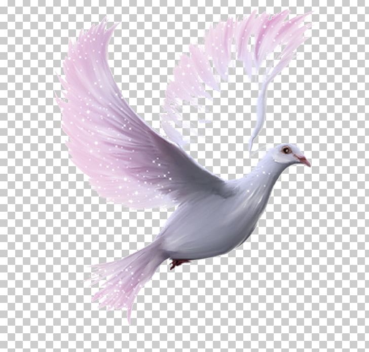 Domestic Pigeon Columbidae Bird PNG, Clipart, Animals, Beak, Computer Icons, Desktop Wallpaper, Dingbat Free PNG Download