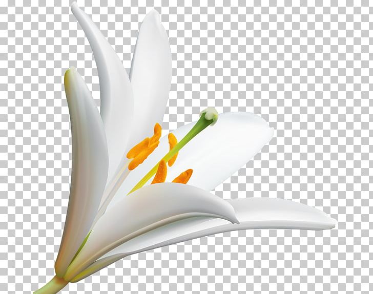 Easter Lily Flower Petal Floral Design Floristry PNG, Clipart, Clip, Closeup, Common Sunflower, Computer Wallpaper, Easter Lily Free PNG Download