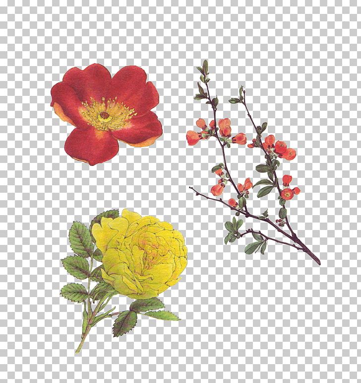 Garden Roses Art Floral Design PNG, Clipart, Art, Centifolia Roses, Cut Flowers, Deviantart, Digital Art Free PNG Download