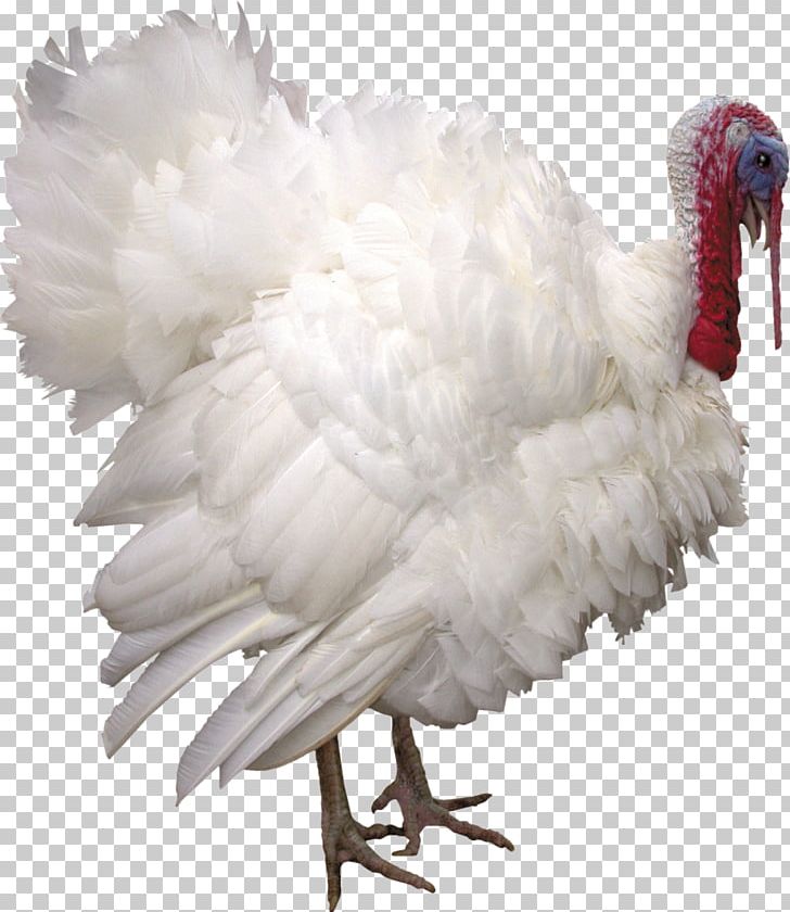 Turkey Bird Chicken PNG, Clipart, Advertising, Animals, Beak, Bird, Chicken Free PNG Download