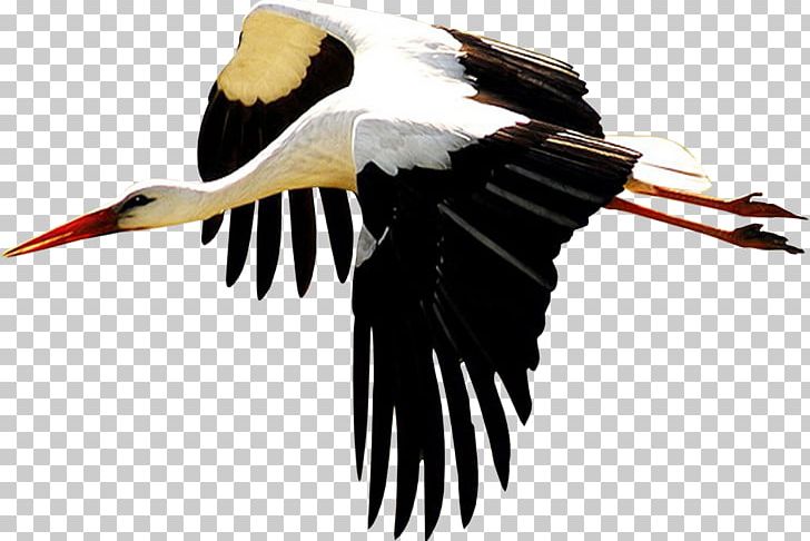 White Stork Bird Beak Ibis Ardea PNG, Clipart, Animals, Ardea, Beak, Bird, Bird Migration Free PNG Download