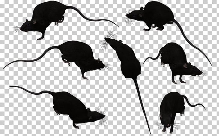 Brown Rat Mouse Black Rat PNG, Clipart, Animal, Black Rat, Brown Rat, Carnivoran, Clip Art Free PNG Download