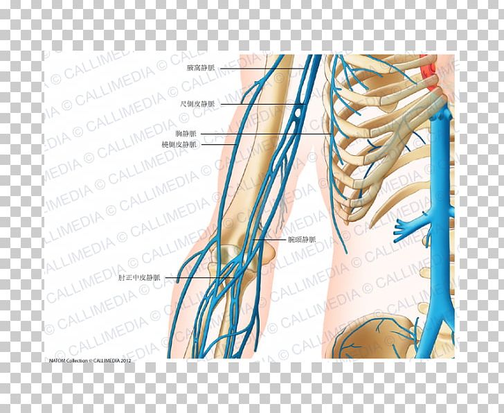 Finger Shoulder Vein Human Anatomy PNG, Clipart, Abdomen, Anatomy, Angle, Arm, Artery Free PNG Download