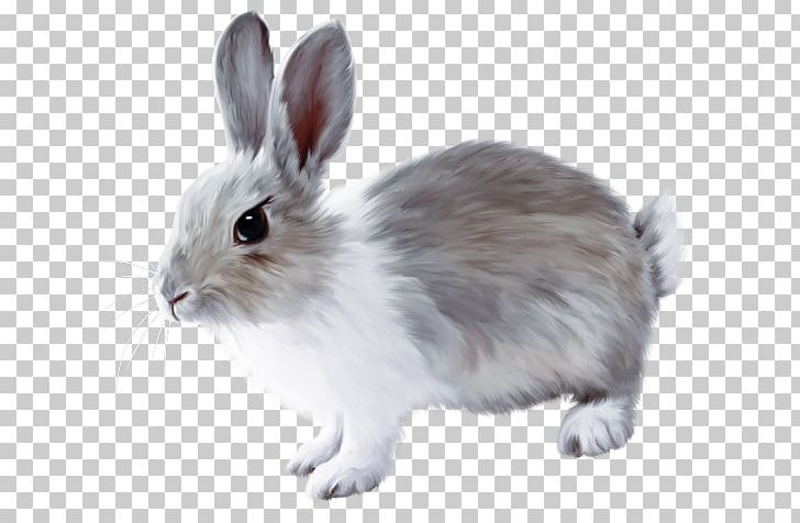 French Lop Easter Bunny European Rabbit PNG, Clipart, Animals, Bunnies, Bunny, Cartoon, Cartoon Bunny Free PNG Download
