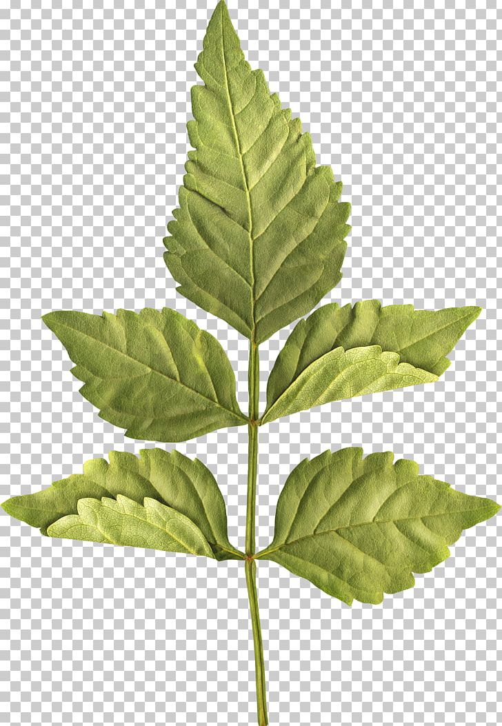 Leaf Centerblog Plant Stem PNG, Clipart, Blog, Centerblog, Christmas, Download, Flower Free PNG Download