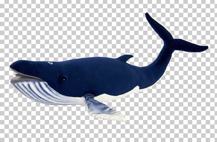 Rough-toothed Dolphin Aquatic Animal Whale Marine Biology PNG, Clipart, Animal, Animal Figure, Animals, Aquatic Animal, Cobalt Blue Free PNG Download