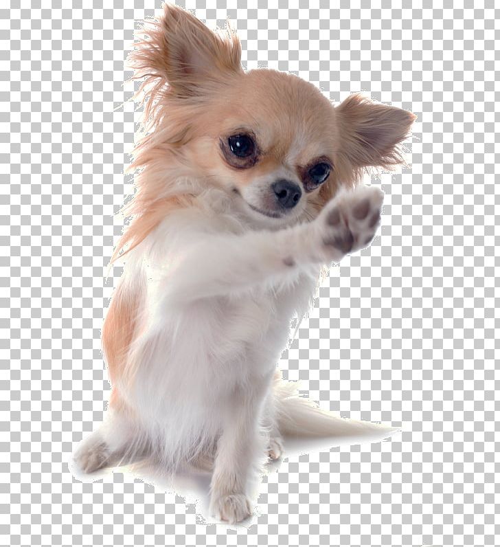 Chihuahua Puppy Chinese Imperial Dog Dog Breed Jack Russell Terrier PNG, Clipart, Breed, Breed Group Dog, Carnivoran, Chihuahua, Chinese Imperial Dog Free PNG Download