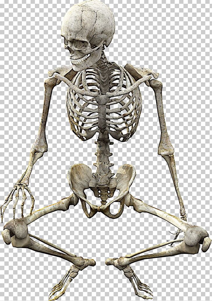Human Skeleton Skull Anatomy Bone PNG, Clipart, Anatomy, Bone, Exoskeleton, Fantasy, Homo Sapiens Free PNG Download