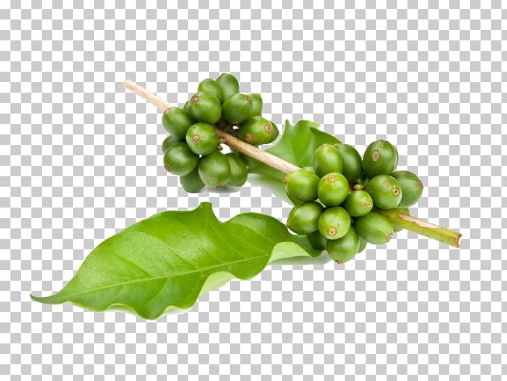 Instant Coffee Green Tea Garcinia Gummi-gutta Green Coffee Extract PNG, Clipart, Adult Child, American, Bean, Beans, Coffee Free PNG Download
