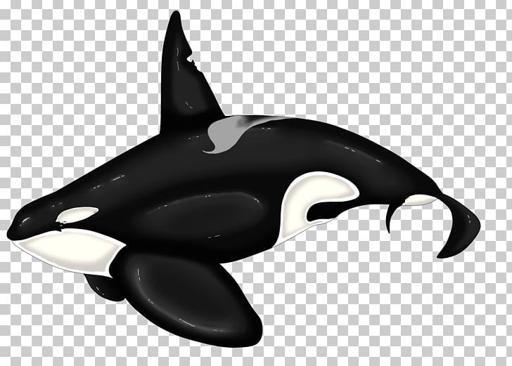 Killer Whale Dolphin Beluga Whale PNG, Clipart, Animal, Animals, Artworks, Automotive Design, Beluga Whale Free PNG Download