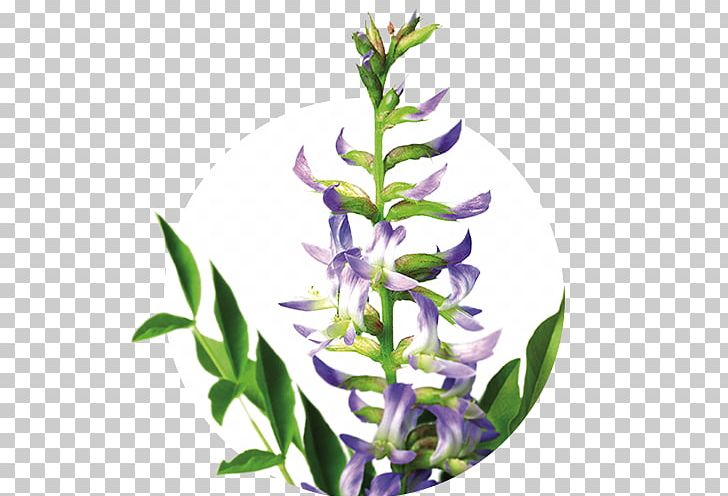 Lavender Liquorice Herb Iberogast Digestion PNG, Clipart, Common Sage, Digestion, Extract, Flower, Flowering Plant Free PNG Download