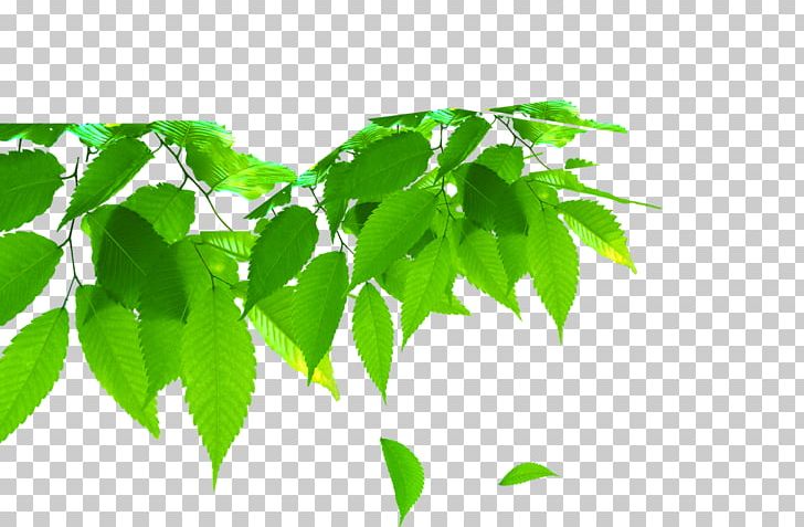 Leaf Green PNG, Clipart, Autumn Leaf, Branch, Computer Graphics, Deciduous, Designer Free PNG Download
