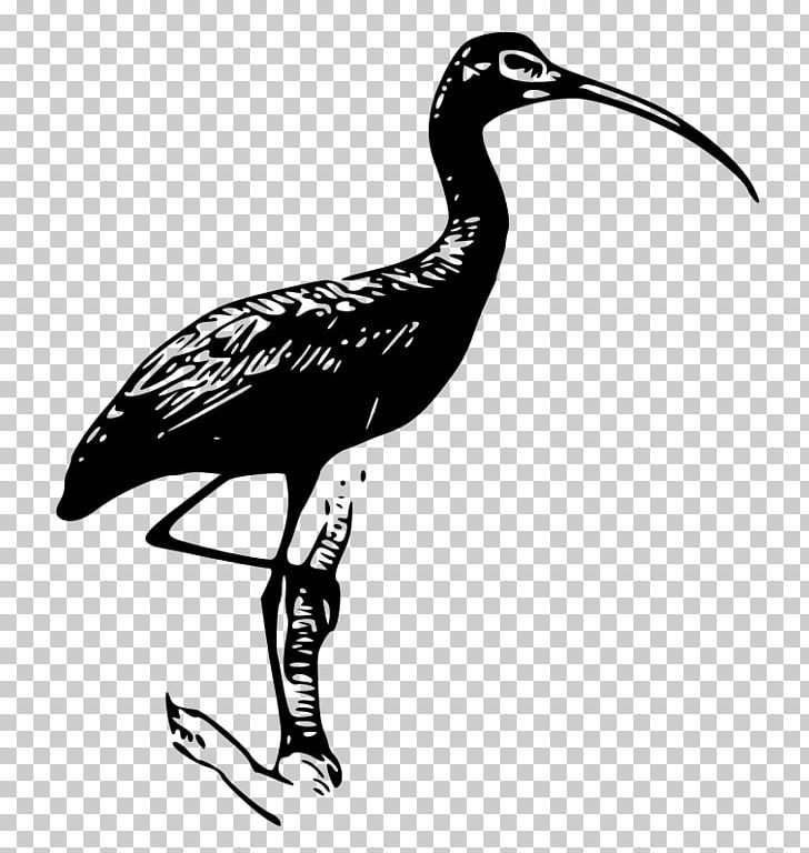 Ibis PNG, Clipart, Beak, Bird, Black And White, Computer Icons, Crane Free PNG Download