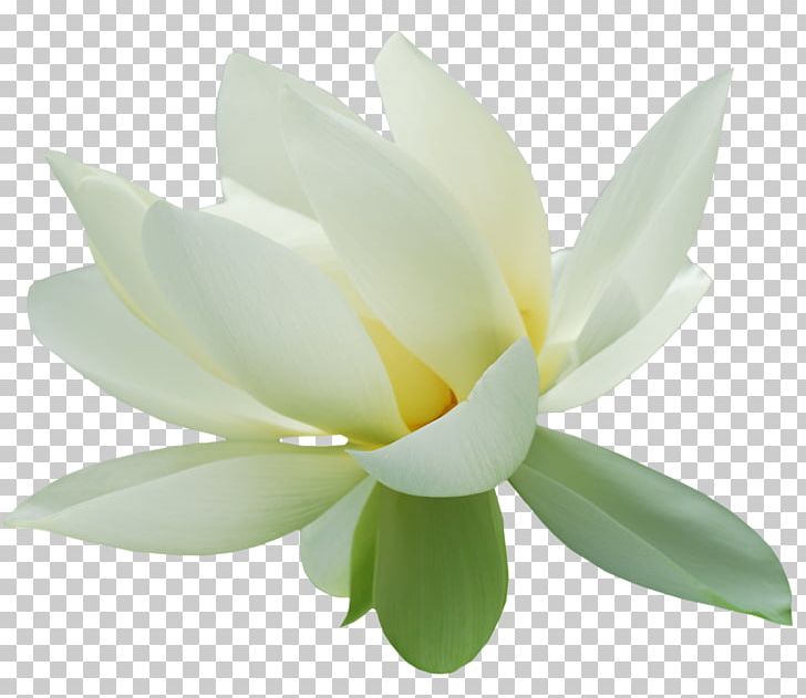 Nelumbo Nucifera PNG, Clipart, Adobe Illustrator, Aquatic Plant, Download, Encapsulated Postscript, Flower Free PNG Download